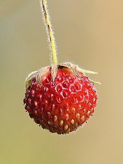 Fragaria viridis