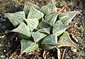 Haworthia magnifica var. acuminata has a lighter colour and more pointed, "acuminate" leaves.