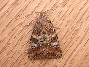 Heliothis punctifera