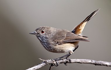 Inland thornbill