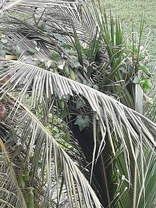 Luffa in cocunut tree