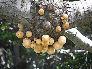 泛德印第奥（英语：Cyttaria hariotii）（學名：Cyttaria hariotii）園內的一種錘舌菌綱寄生植物