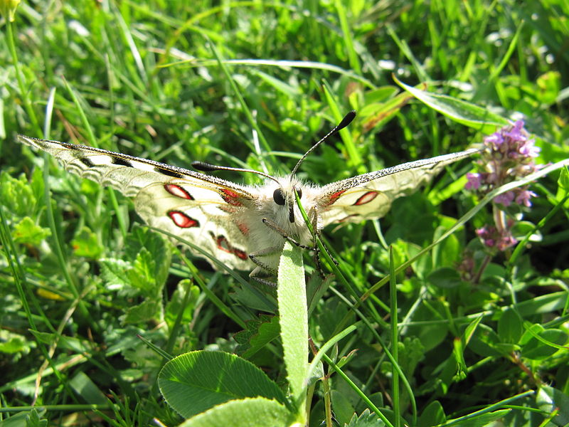 File:Parnassius apollo - Hohe Wand - 01.jpg