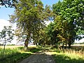 Allee zum Bahnhof mit Kopfsteinpflaster und Baumreihen