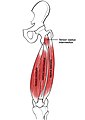 Tensor vastus intermedius muscle