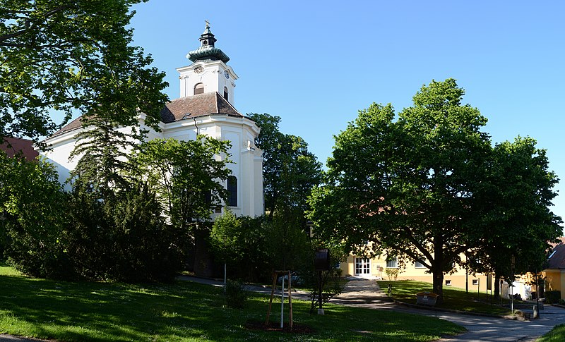 File:Wiener Naturdenkmal 800 - Baumhasel (Hietzing) j.jpg