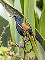 * Nomination: North Island saddleback (Philesturnus rufusater) --Charlesjsharp 09:29, 27 October 2024 (UTC) * * Review needed