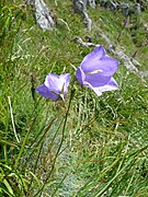 Campanule à feuilles de pêcher