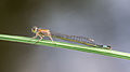 * Nomination: young female Blue-tailed Damselfly, Ischnura elegans f. rufescens --Leviathan1983 08:50, 13 August 2013 (UTC) * * Review needed