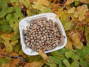 収穫したムカゴは種芋にしたり、塩で炒ったり、ご飯と炊き込んでムカゴ飯にしたりする。