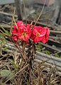 Euphorbia milii from Dhaka, Bangladesh