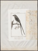 Gubernetes yetapa - 1838 - Print - Iconographia Zoologica - Special Collections University of Amsterdam - UBA01 IZ16500245.tif