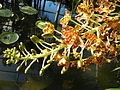 Grammatophyllum speciosum