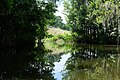 View of Helena Run channel in Lake Harris.