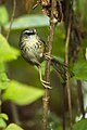 Hill prinia