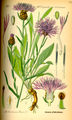 Illustration aus Flora von Deutschland, Österreich und der Schweiz von Otto Wilhelm Thomé 1885