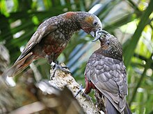 Fuglearten kaka i Auckland Zoo Foto: Flickr-brukar: Small