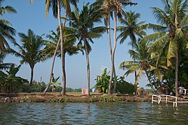 Kerala backwaters, Palm trees, India.jpg