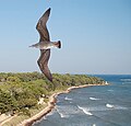 Le calque supérieur contient l'oiseau,