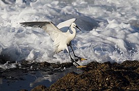 Egretta garzetta (Little Egret)