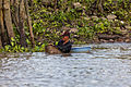 * Nomination Fisherman in the Saigon river, Ho Chi Minh City, Vietnam --Poco a poco 09:16, 22 December 2013 (UTC) * Promotion Good quality, but centered composition is a bit boring. More space at the the left had been interesting. --Tuxyso 09:27, 22 December 2013 (UTC)