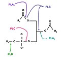 Skizze eines Phospolipid