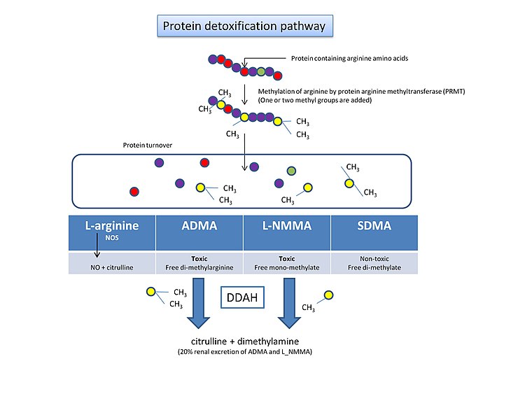 Protein detoxification pathway