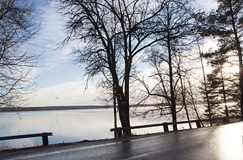 Alstern från Edsgatan