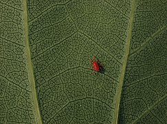 Unidentified Acari on a Liriodendron tulipifera (Tulip Tree) leaf Image is also a Featured picture of Magnoliales