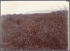 Woods by Rangá. Hekla. Panoramic (view) B. (4558868370).jpg