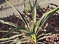 Yucca harrimaniae, poznata i kao Harrimanova juka