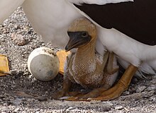 Drobné nahé mládě schované mezi nohama většího ptáka (rodiče)