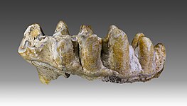 P. grangeri molar.