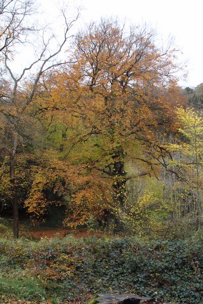 File:Autumn tree at Lower Wyndcliff Wood car park - geograph.org.uk - 1039238.jpg