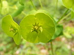 Amandelwolfsmelk (Euphorbia amygdaloides)