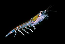 Antarctic krill, Euphausia superba (Uwe Kils)