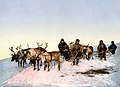 Image 2 Reindeer Image credit: Detroit Publishing Co. A late nineteenth-century photochrom of a reindeer sled, Arkhangelsk, Russia. Reindeer have been herded for centuries by several Arctic and Subarctic people including the Sami and the Nenets. They are raised for their meat, hides, antlers and, to a lesser extent, for milk and transportation. More selected pictures