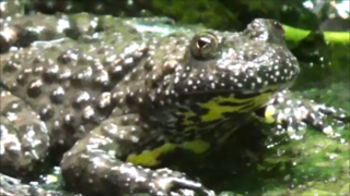 Bombina variegata au Parc Zoologique de Paris