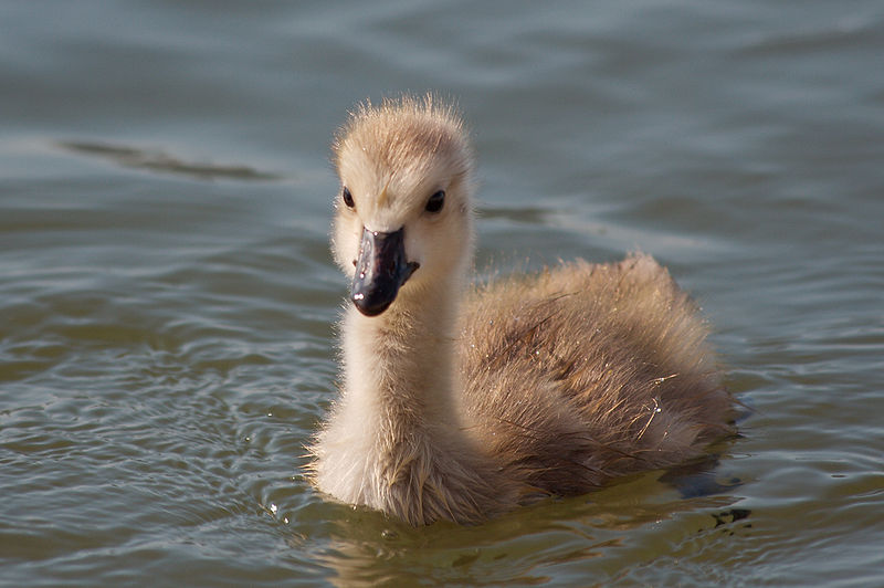 File:Branta canadensis 5997.jpg