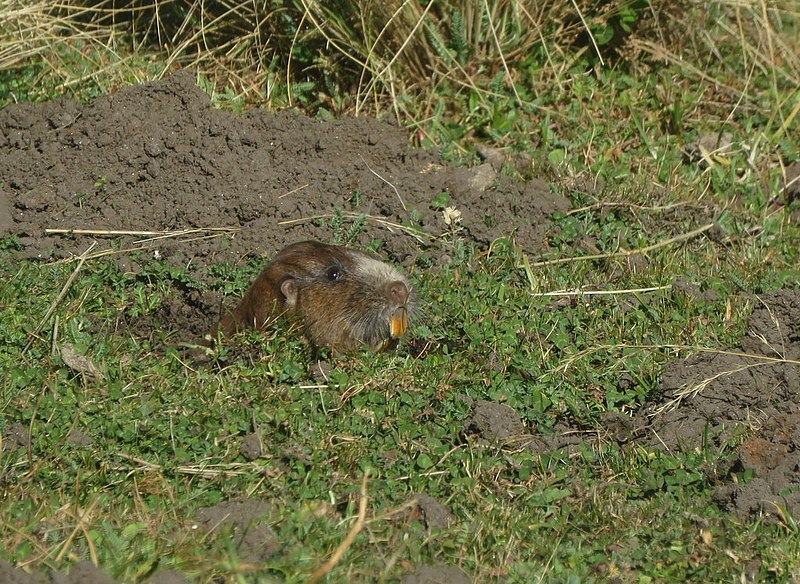 File:Ctenomys tuconax 38864099.jpg