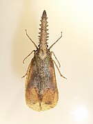 Cathedra serrata