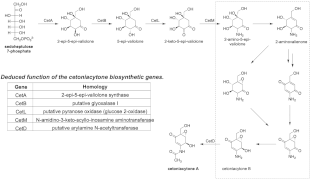 Cetoniacytone A Biosynthesis.gif