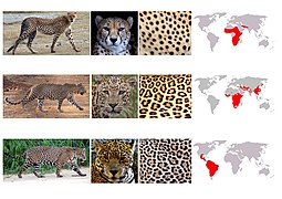 Cheetah vs leopard vs jaguar all no text.jpg