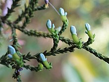 Female cones beginning to fruit