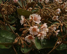 Petit mahot (Dombeya ficulnea)