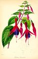 Fuchsia exoniensis