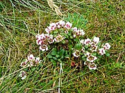 Gentianella concinna, tanaman endemik Kepulauan Auckland.