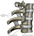 Articulations costo-vertébrales. Vue antérieure en coupe frontale