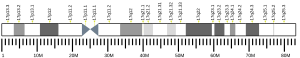 Cromosoma 17 (humà)