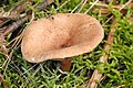 Ryzec hnědý (Lactarius helvus)